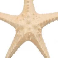 Picture of STARFISH SHADOW BOX